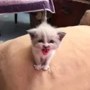 bob testing