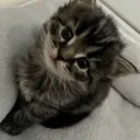 vei