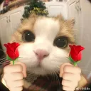 Niﾒツ's portofolio