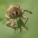 the joybugs