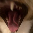 Silly Kittens | Cats's icon