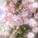 Yumeparadise .🌸 ݁˖༘⋆ Discord server icon