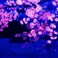 ˜”*°•.˜”*°• ✨Safe Zone✨ •°*”˜.•°*”˜