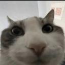 Incredible wolf’s empire 🌙