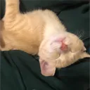 kittykatzss