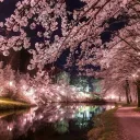 🌷 𝓑𝓵𝓸𝓼𝓼𝓸𝓶 𝓑𝓪𝔂