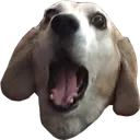 Oh My Dog