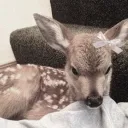 Ghost’s Archive ⋆˚꩜.ᐟ