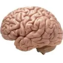 AKR's Brain