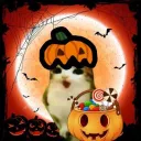 spooky cat island