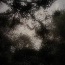 馬鹿な