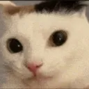 Fuh's LitterBox