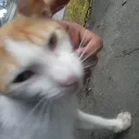 Server icon for Secret Organization