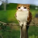 Meowls 𓃠𓅃