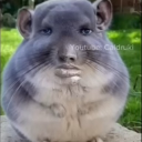 Caldruki memes Discord server icon