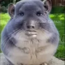 Caldruki memes Discord Server Icon