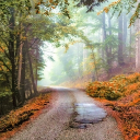 Edelwood Discord server icon