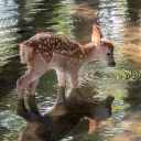 🤍 /Fawns