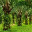 KOMUNITI KEBUN SAWIT WOWO🌴