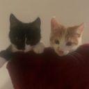 zooweemamanation Discord server icon