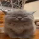 zooweemamanation