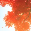 Maple