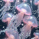 jellyfish cove Discord server icon