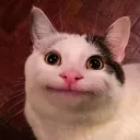 Death mau | ELYTRA GIVEAWAY RN