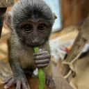 Monkey Mace