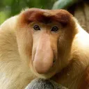 Monke Island