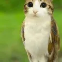 cat gif central