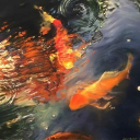 🐠  　﹑　THE AQUARIUM｡