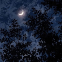 .・゜-: ✧☾Nocturne☽✧ :-゜・.