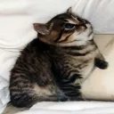 𝙽𝚎𝚌𝚛𝚘𝚝𝚒𝚣𝚎 (Disbanded for now)