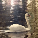 🍮👑🦢⟨ᦓ᭙ꪖꪀ′ꫀꪑρ꠸᥅ꫀ⟩🦢👑🍮