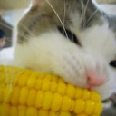 •>cornypixels<• Discord server icon