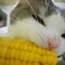 •>cornypixels<• Discord Server Icon