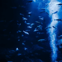 【아쿠아리움】