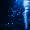【아쿠아리움】