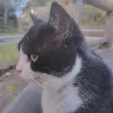 とんねこさーばー