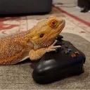 TopTeirGaming's server