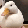 Duck Cave Discord server icon