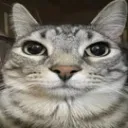 Nut-Hut all purpose hangout server