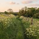 🌼𝑽𝒐𝒅𝒌𝒂 𝑪𝒓𝒂𝒏𝒃𝒆𝒓𝒓𝒚🌼 Discord server icon