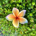🪷憩いの花園🪻