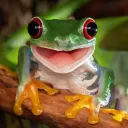 Stagno Di FrogTV