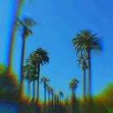Palm Paradise