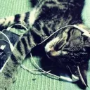 T://Kitten Hub
