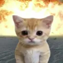 고양이