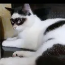 Cat Palace